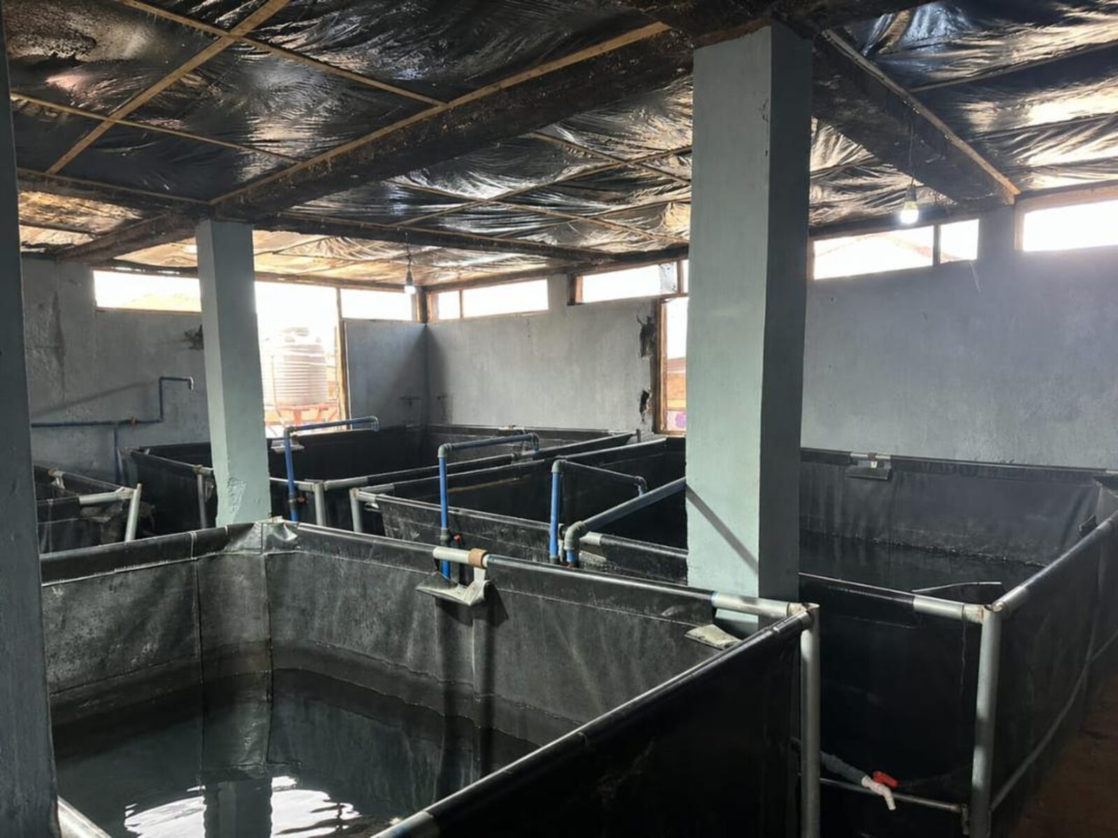 Inside the covered tarpaulin tanks at Azu River Farms, Port Harcourt